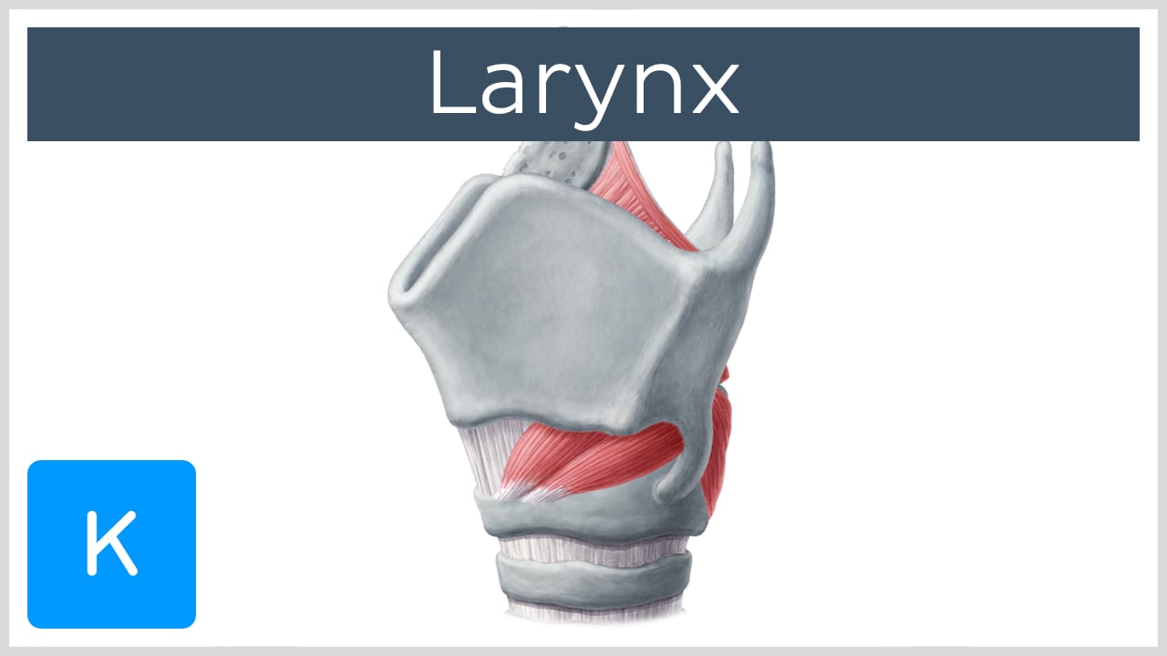 cavity of larynx