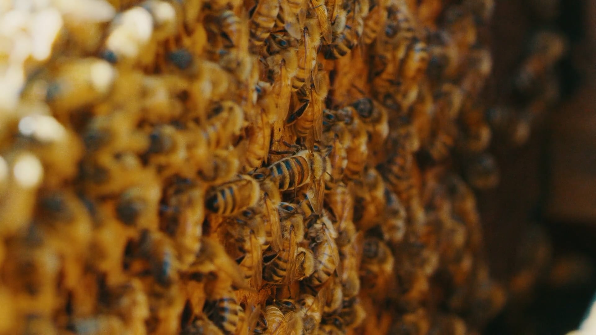 A BEEKEEPER'S WELCOME - THE VALLEY HIVE