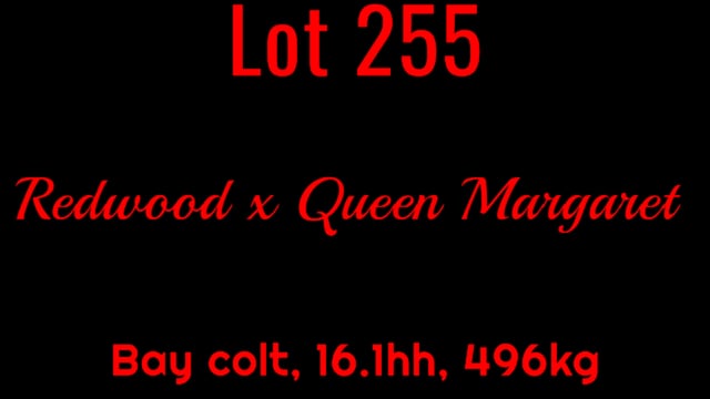 Lot 255