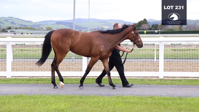 Lot 231