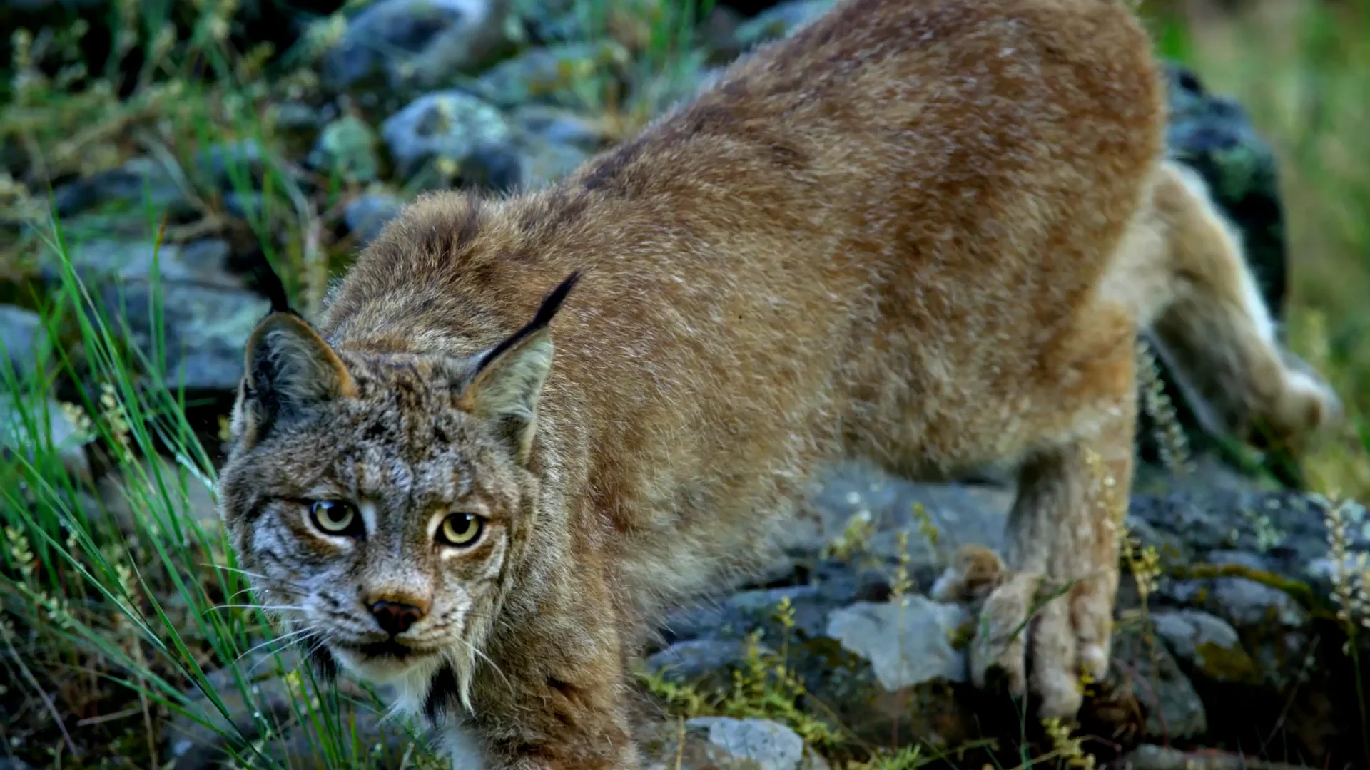 Blue Buffalo Wilderness Cat Food _ Lynx Spirit.mp4 on Vimeo