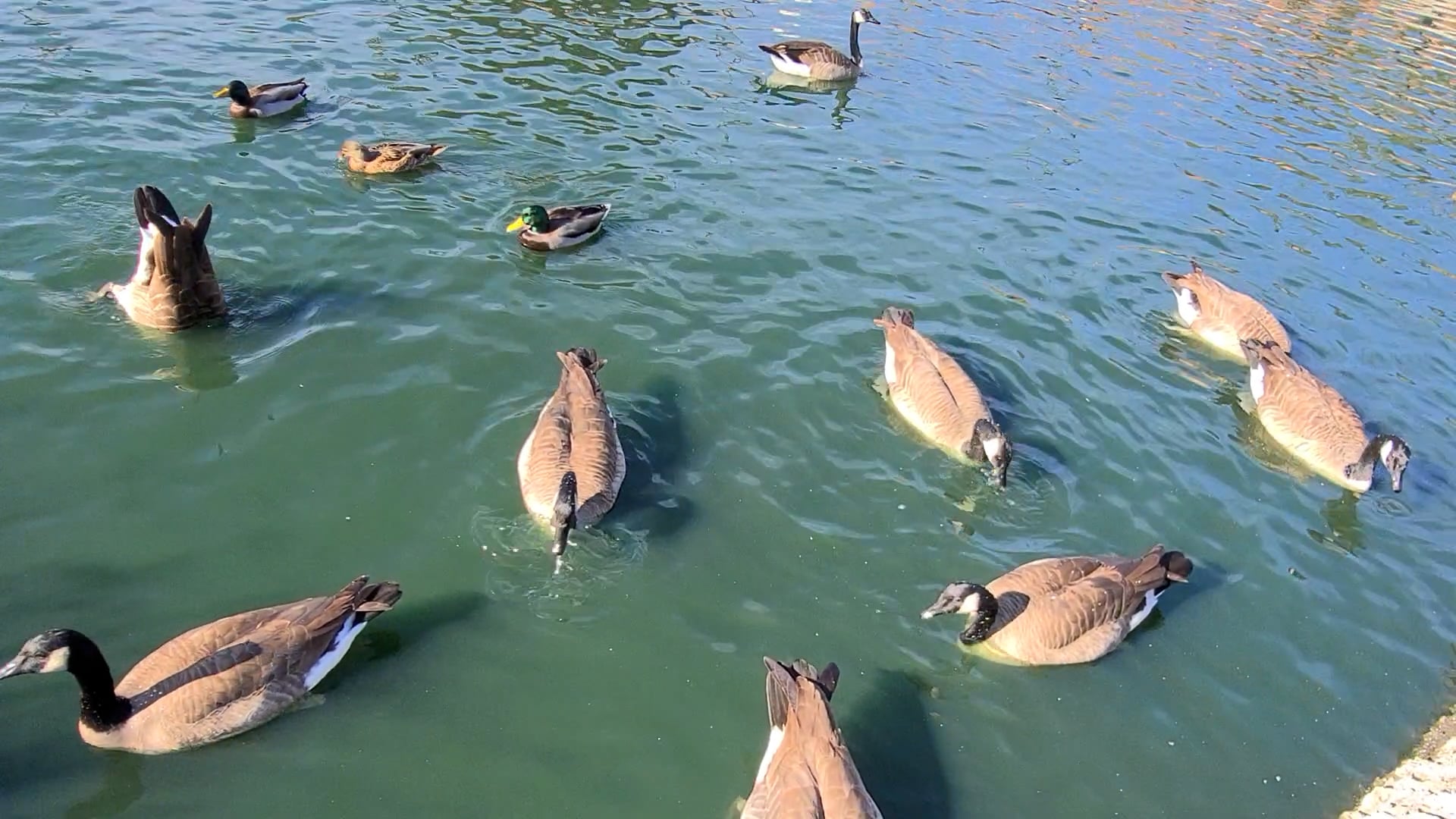 Duck & Geese.mp4 on Vimeo