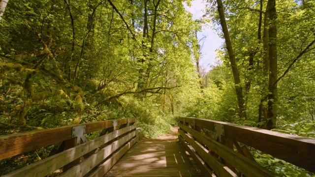 4K Forest Walk along the Coal Creek Trail, Bellevue