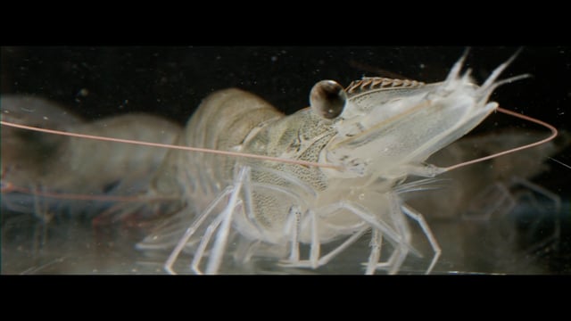 Levector