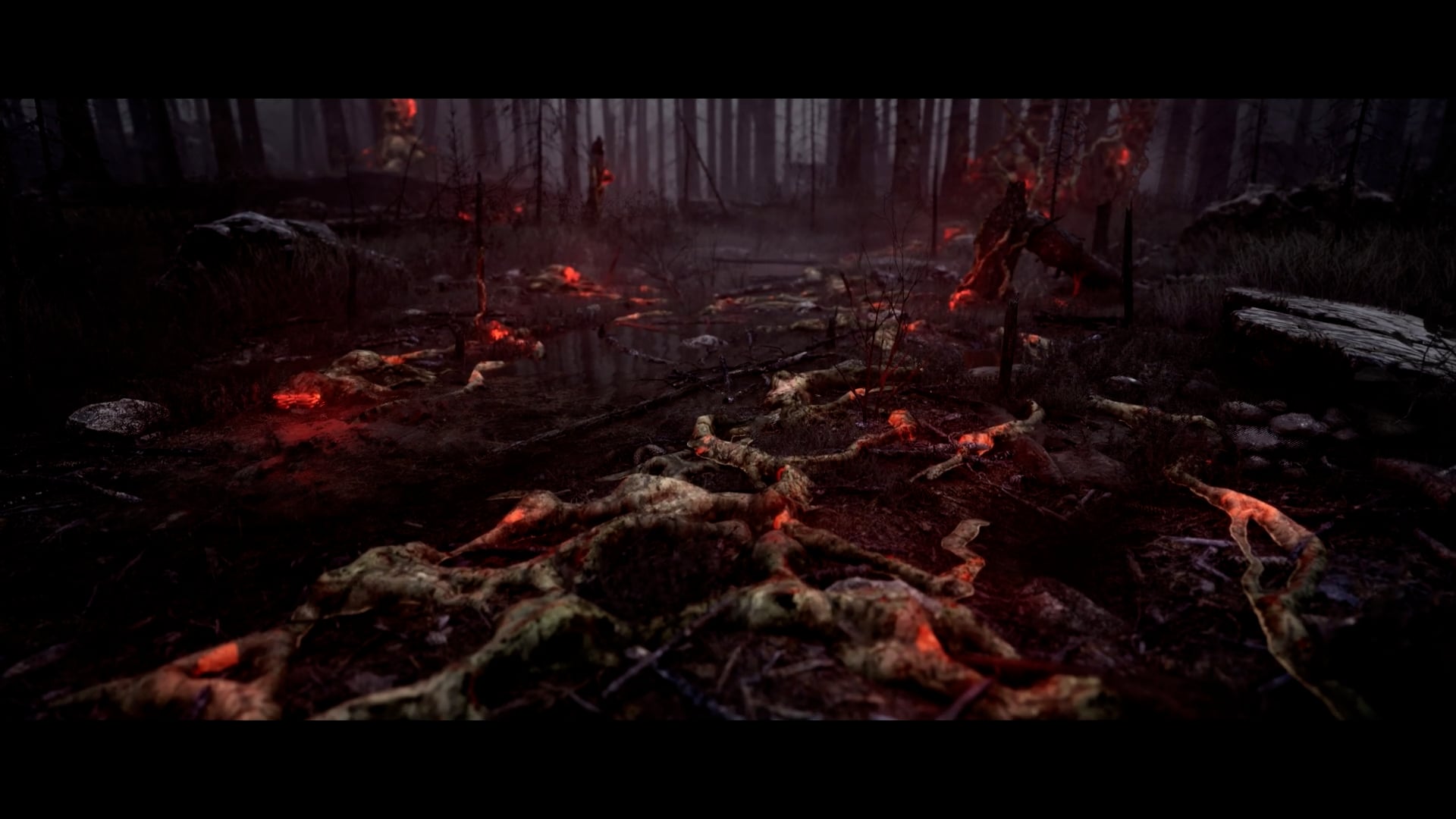 ILL FOREST | Videos & Movies on Vimeo