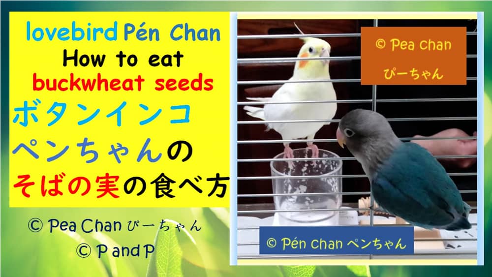 Chez Le Cockatiel Pea Chan Au Japon Blog オカメインコ ボタンインコ