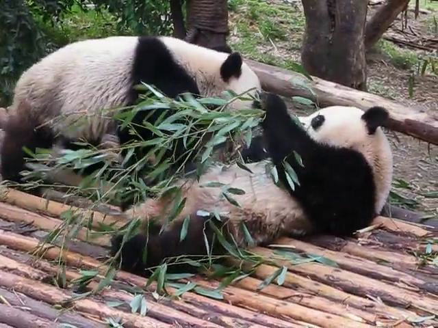 Giant Pandas Eating and Playing in Chengdu