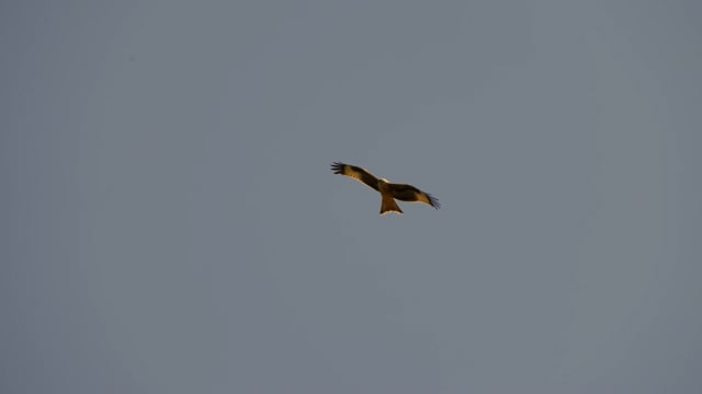 Bird of prey in meadow at sunset. Lens 2, Stock Video