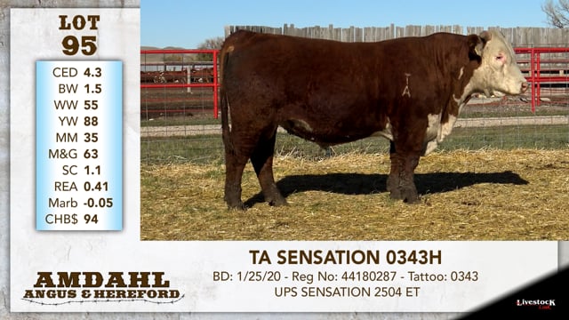 Lot #95 - TA SENSATION 0343H