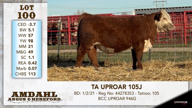 Lot #100 - TA UPROAR 105J