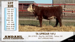 Lot #116 - TA UPROAR 141J