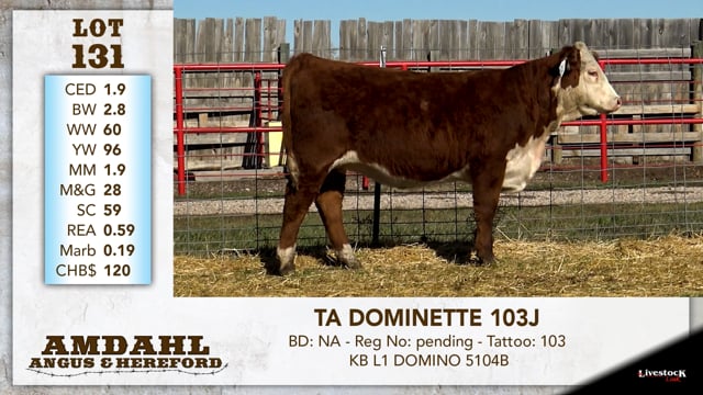 Lot #131 - TA DOMINETTE 103J