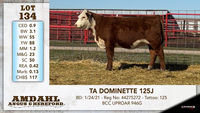 Lot #134 - TA DOMINETTE 125J