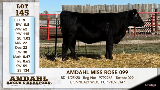 Lot #145 - AMDAHL MISS ROSE 099