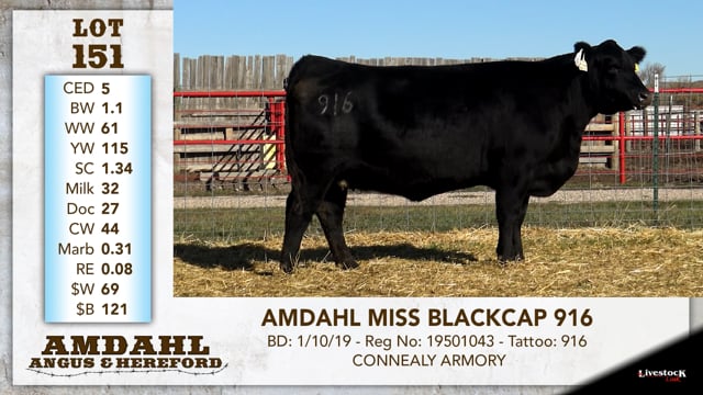 Lot #151 - AMDAHL MISS BLACKCAP 916