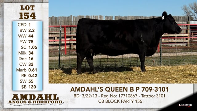Lot #154 - AMDAHL'S QUEEN B P 709-3101