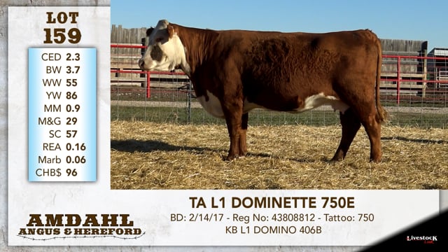 Lot #159 - TA L1 DOMINETTE 750E