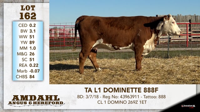Lot #162 - TA L1 DOMINETTE 888F