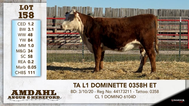 Lot #158 - TA L1 DOMINETTE 0358H ET