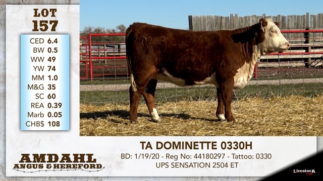 Lot #157 - TA DOMINETTE 0330H