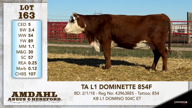 Lot #163 - TA L1 DOMINETTE 854F