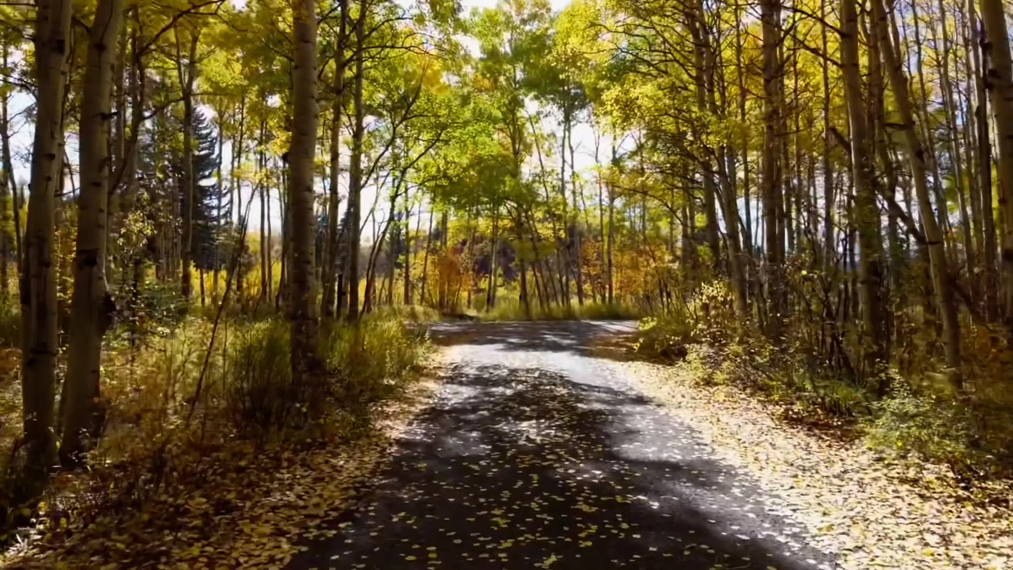 Fall Colors 2021.mov on Vimeo