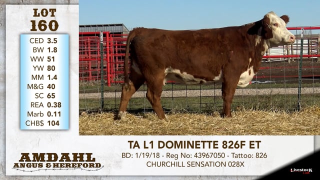 Lot #160 - TA L1 DOMINETTE 826F ET