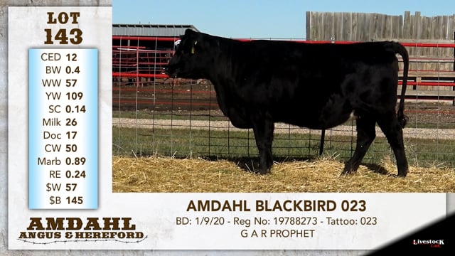 Lot #143 - AMDAHL BLACKBIRD 023