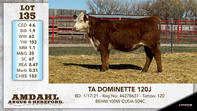 Lot #135 - TA DOMINETTE 120J
