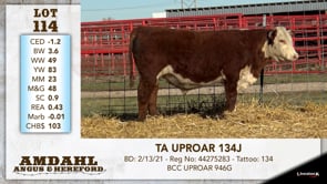 Lot #114 - TA UPROAR 134J