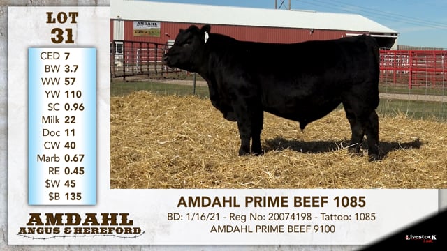 Lot #31 - AMDAHL PRIME BEEF 1085