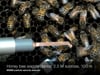 Newswise: Size Matters for Bee ‘Superorganism’ Colonies