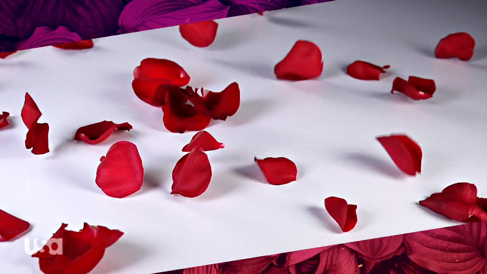 Temptation Island - Bachelor Spot