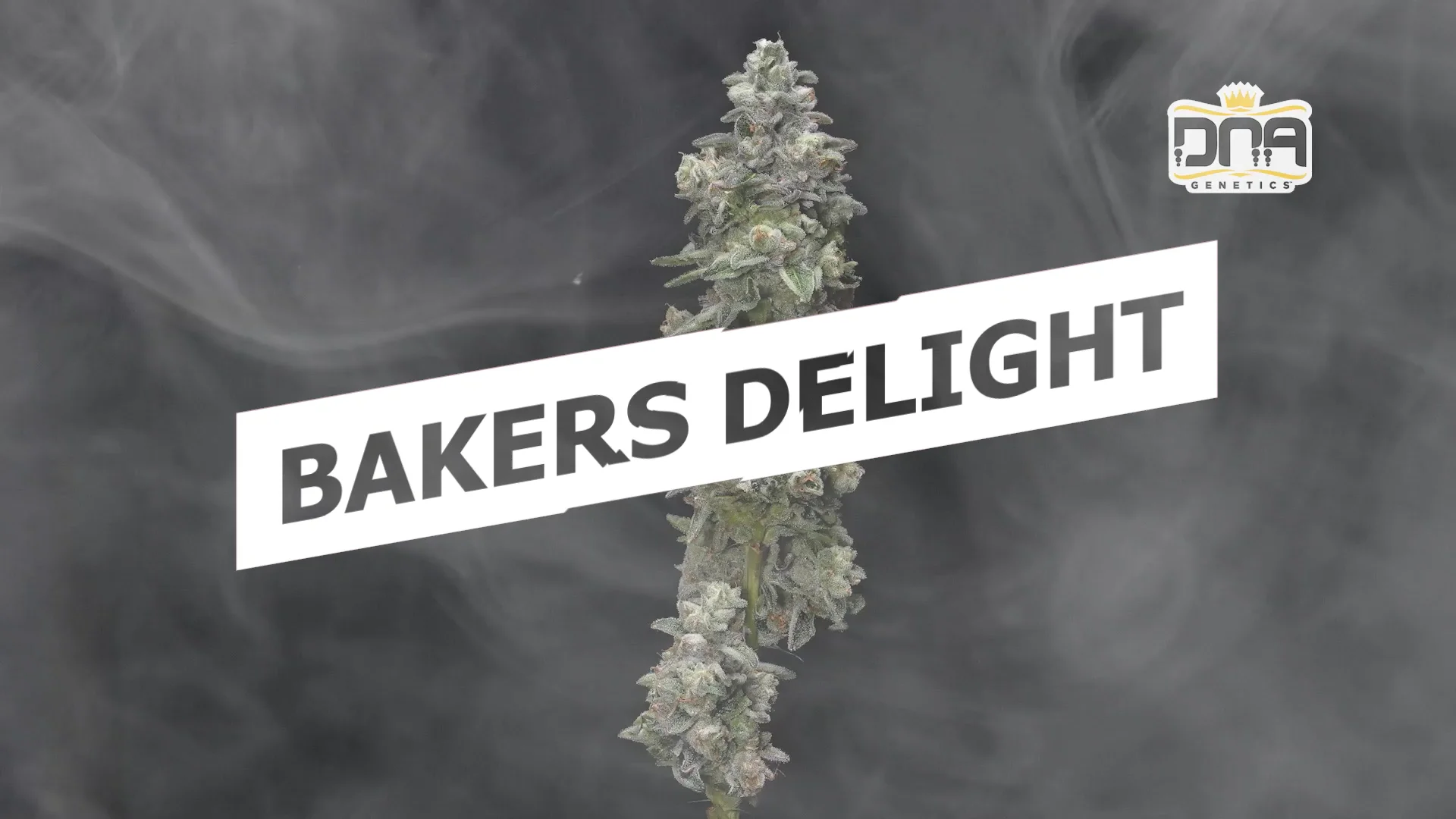 Bakers Delight DNA Strain Video on Vimeo