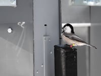 Newswise:Video Embedded can-t-find-your-keys-you-need-a-chickadee-brain