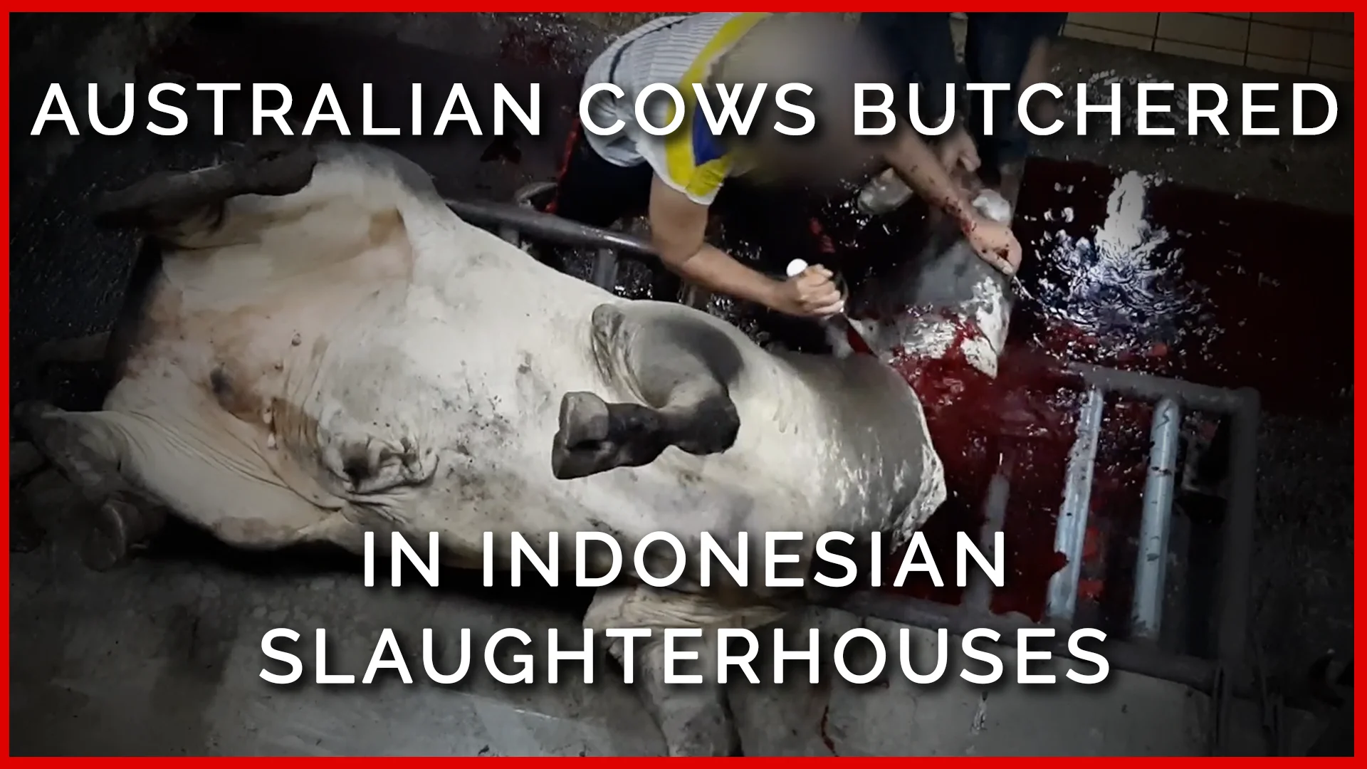 Shocking: Australian Cows Butchered Alive in Indonesian Slaughterhouses