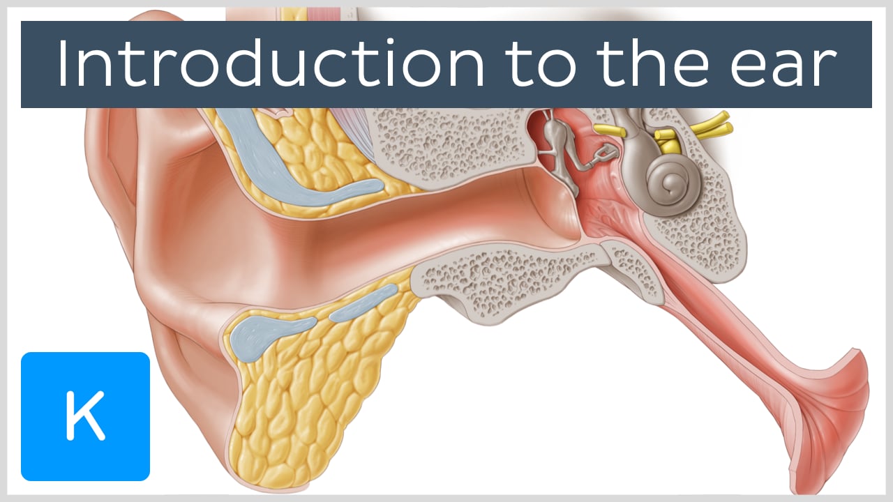 chorda tympani middle ear