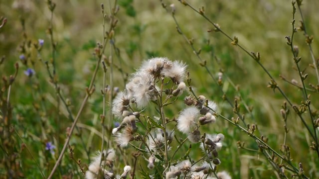 Summer Field, Nature, Flower. Free Stock Video - Pixabay