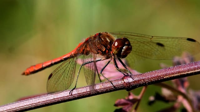Dragonfly Sympetrum Sanguineum - Free video on Pixabay