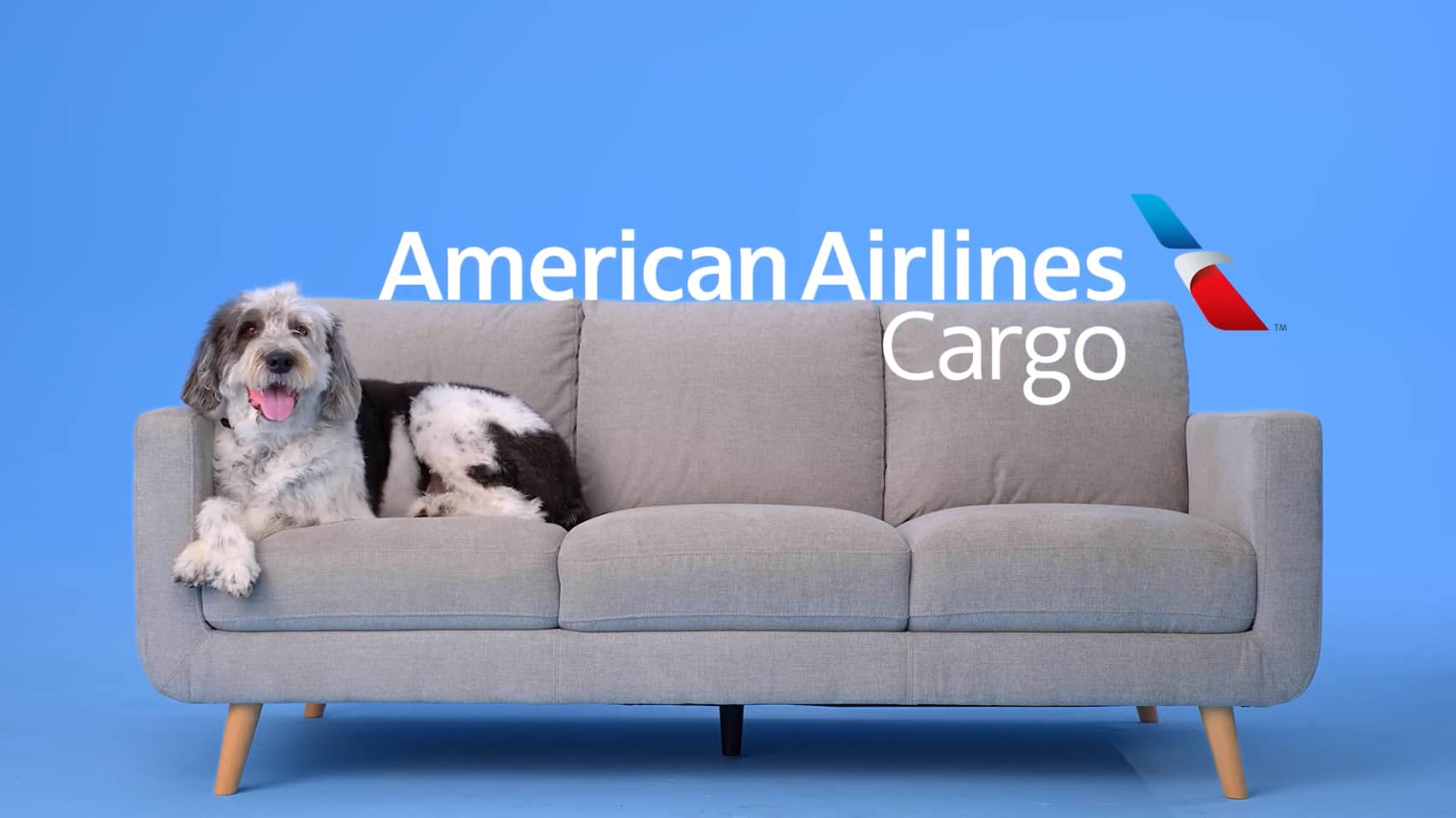 Pets Animals American Airlines Cargo
