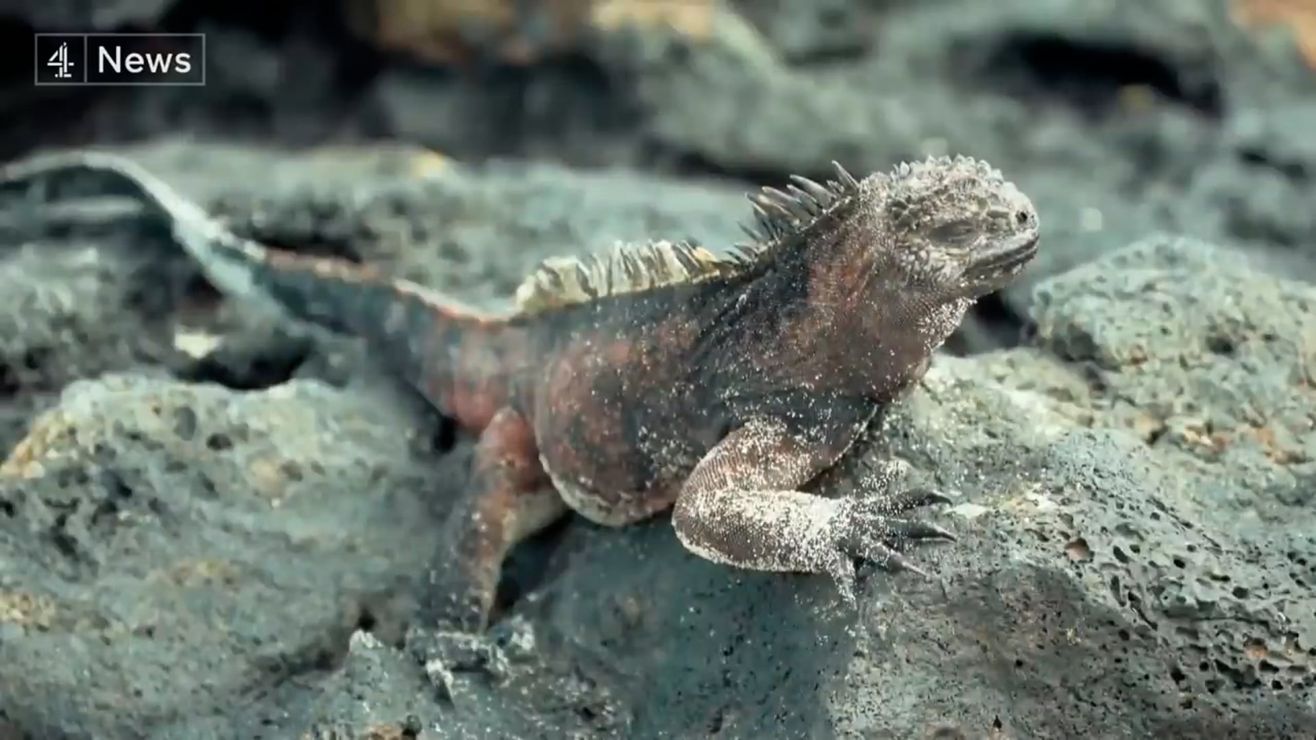 Chinese fishing fleets threatening fragile Galapagos ecosystem.mp4