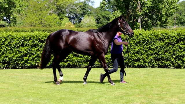 Lot 305