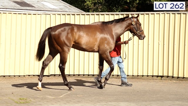 Lot 262