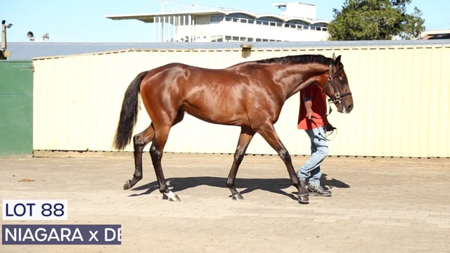 Lot 88