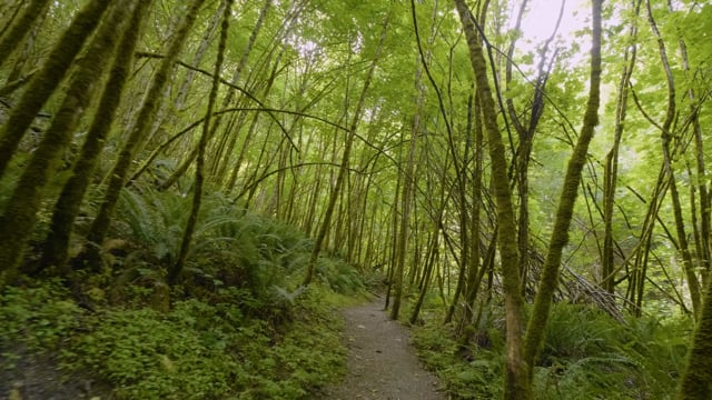 4K Wilderness Creek Trail, Issaquah - Nature Walking Tour