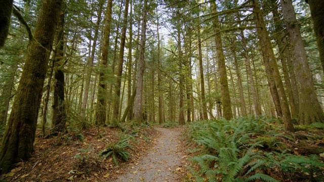 4K Nature Walk along Trail of the Cedars, North Cascades - Virtual Forest Walk with Calming Music
