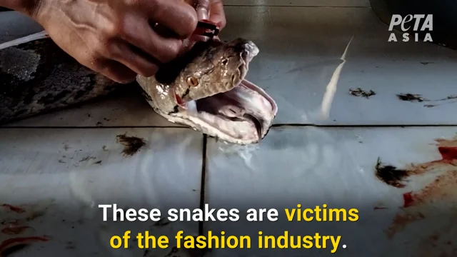 Louis Vuitton Suppliers Cut Open Still-Moving Snake, PETA Exposé