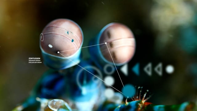 portfolio-image