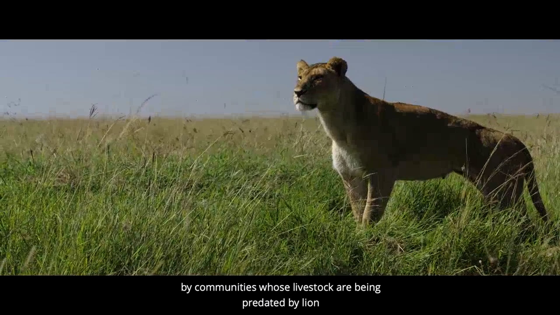 COUNTING LIONS