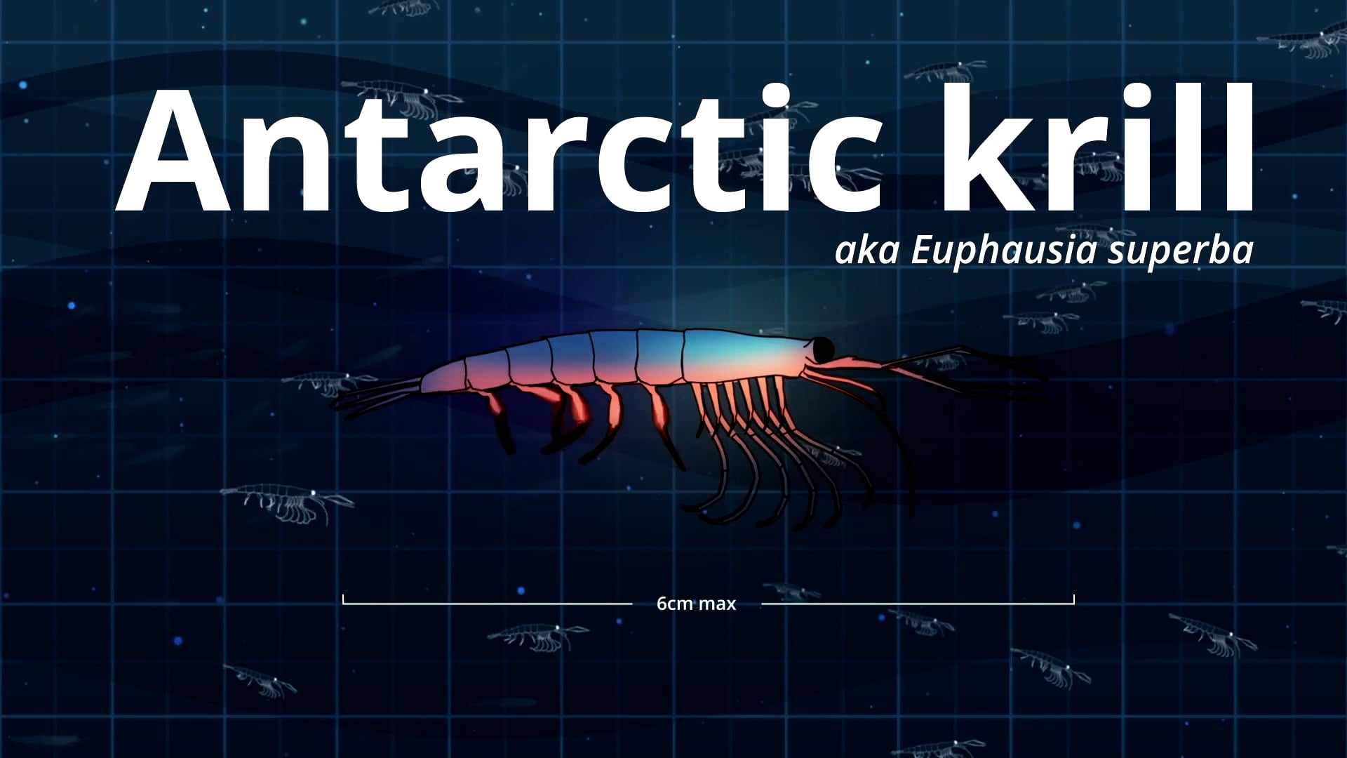 THE MIGHTY KRILL